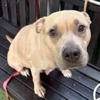 MAUDE PIE - American Staffordshire Terrier available for adoption