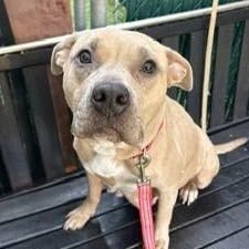 MAUDE PIE - American Staffordshire Terrier available for adoption