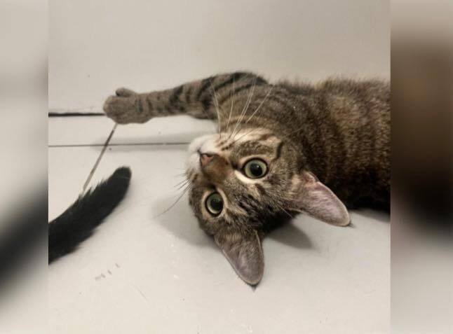 ANNIE - Domestic Short Hair available for adoption