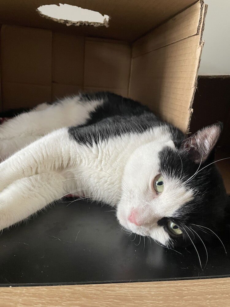 MANCHO JR - Domestic Short Hair available for adoption