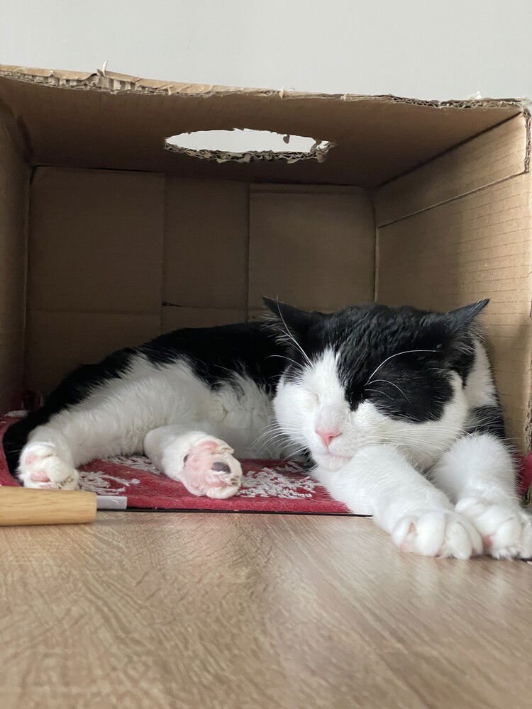 MANCHO JR - Domestic Short Hair available for adoption