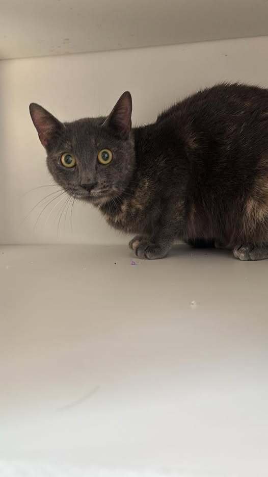 FANTA - Domestic Short Hair available for adoption