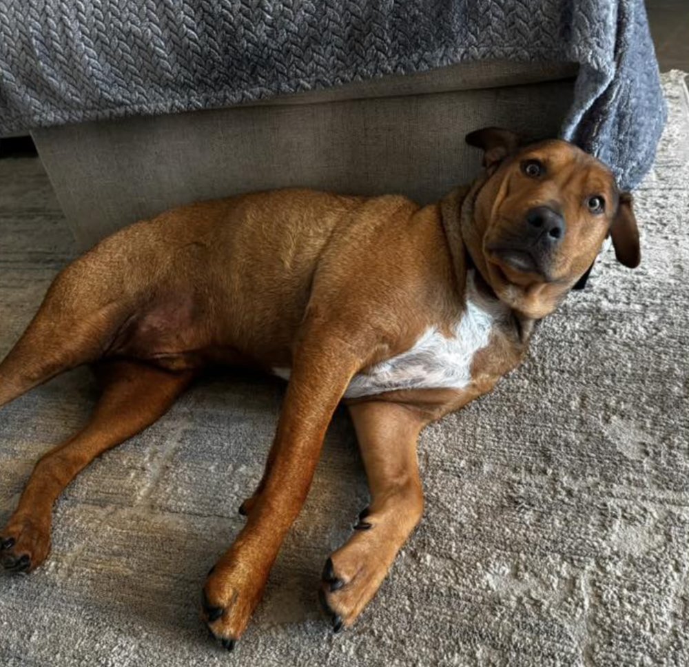 BUMBLEBEE - Hound available for adoption