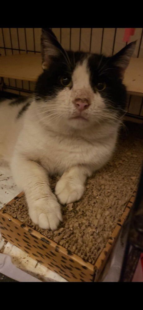 CACHO - Domestic Short Hair available for adoption