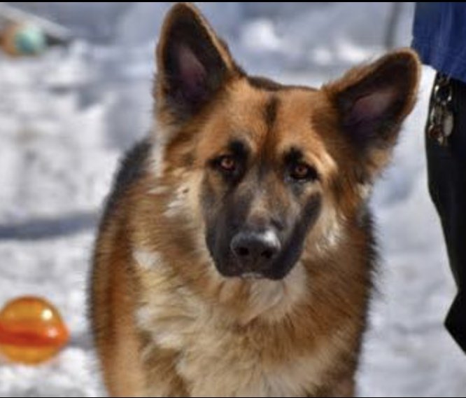 MISTER MYLO - German Shepherd Dog available for adoption