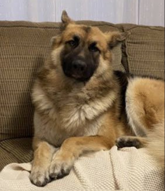 MISTER MYLO - German Shepherd Dog available for adoption