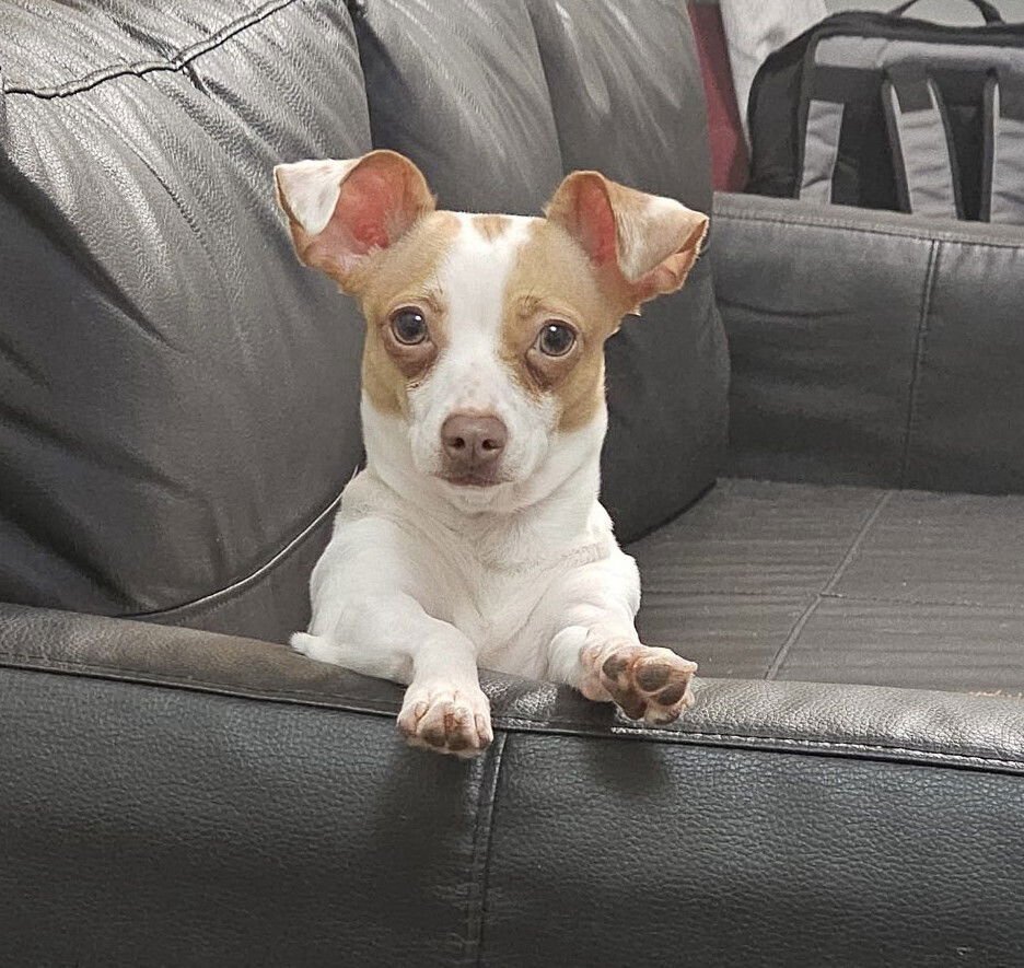 BELISSIMA - Chihuahua / Terrier available for adoption