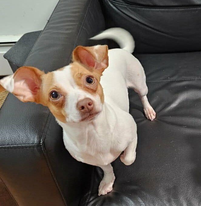 BELISSIMA - Chihuahua / Terrier available for adoption