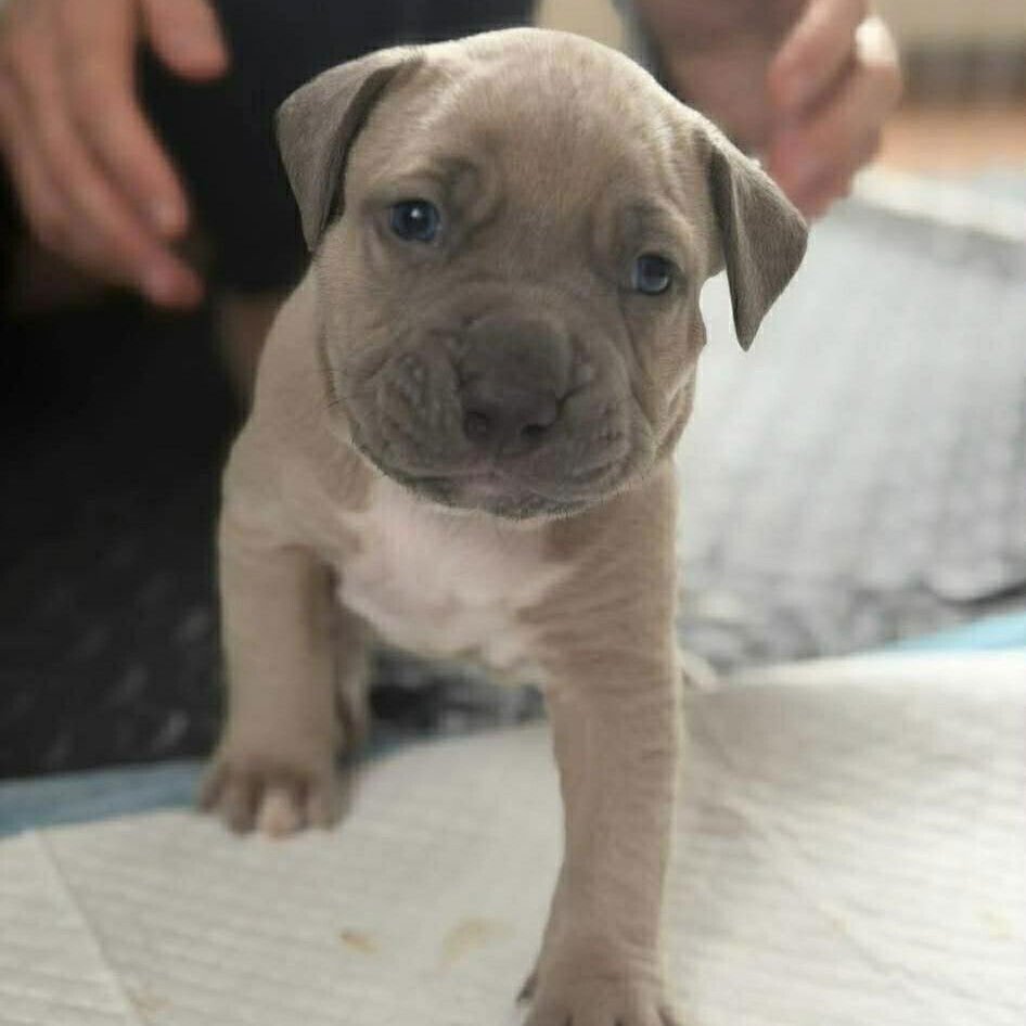 FITZGERALD (P) - Terrier available for adoption