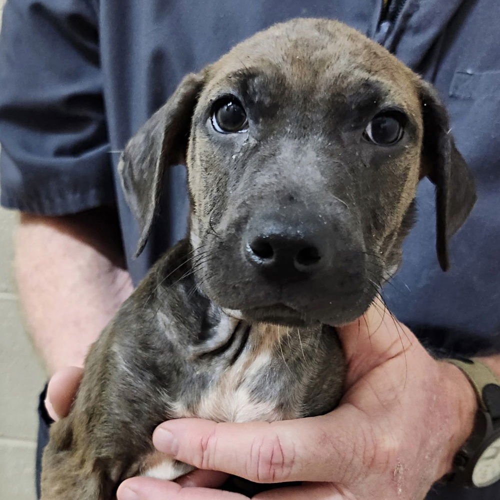 STORM (P) - Terrier available for adoption