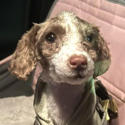 NELLIE - Terrier available for adoption