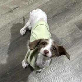 NELLIE - Terrier available for adoption