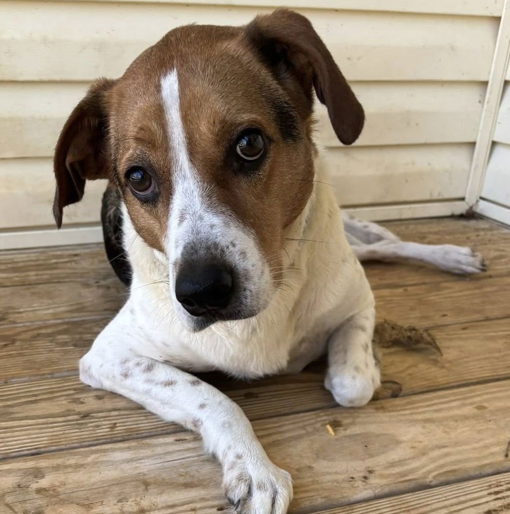 MONTY (FKA ROCKY) - Terrier available for adoption