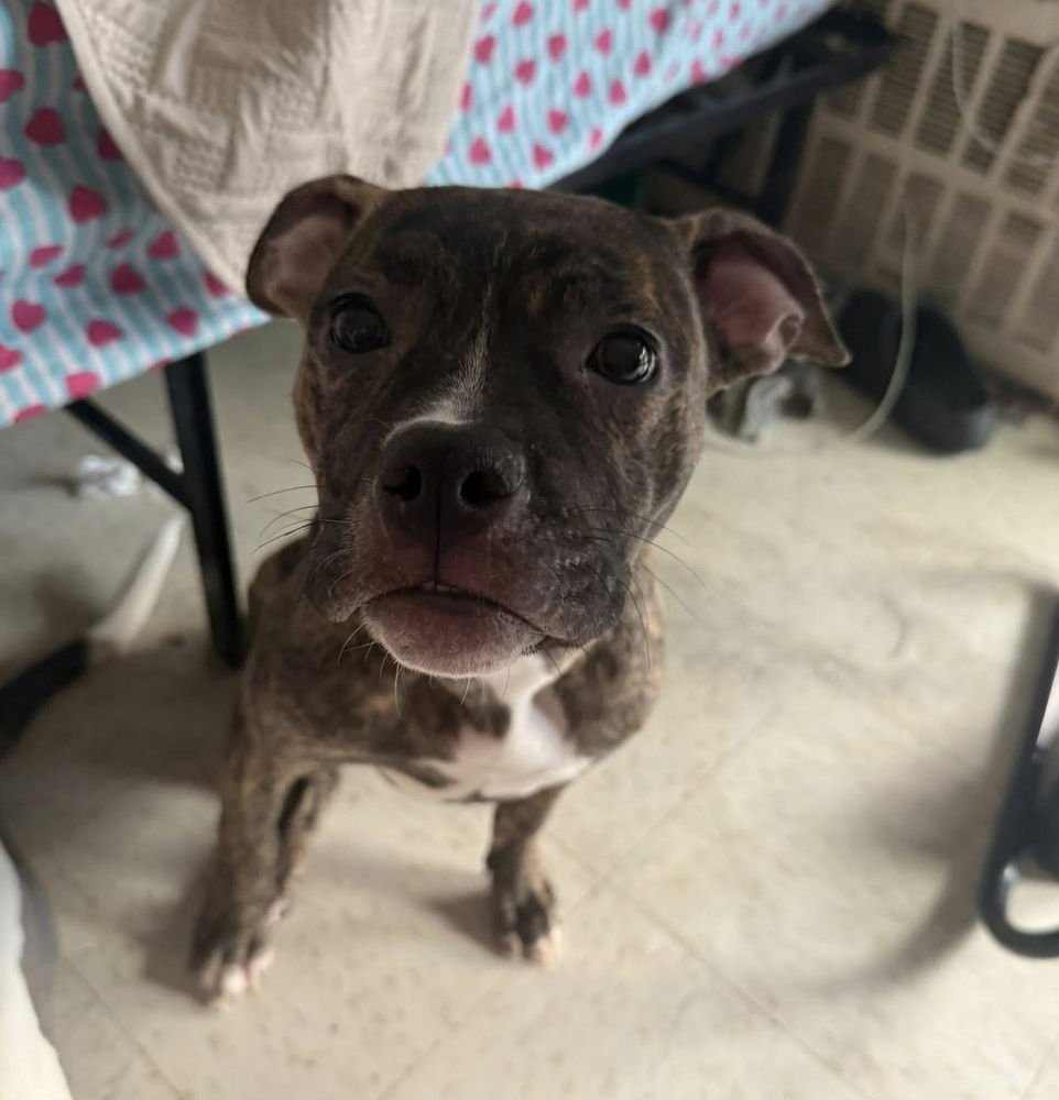 PEONY - Terrier available for adoption