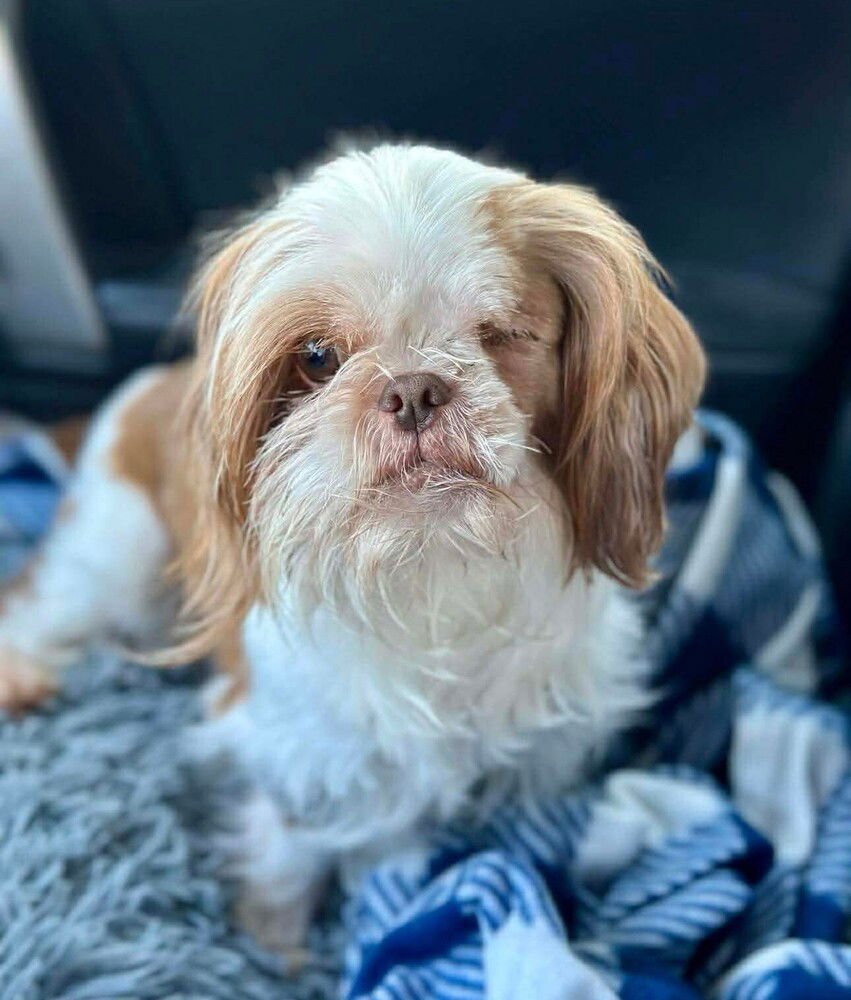 CHEWEY - Shih Tzu / Terrier available for adoption