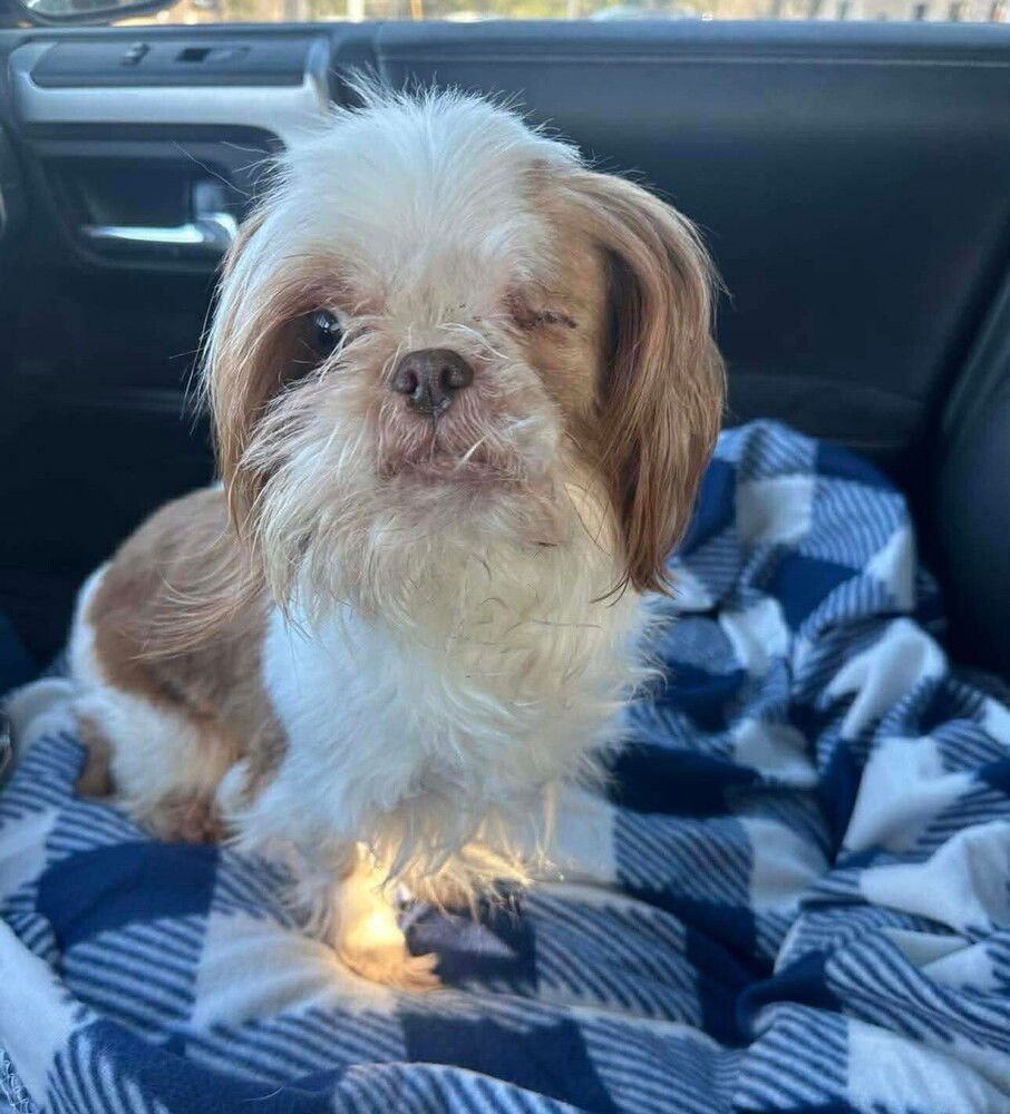 CHEWEY - Shih Tzu / Terrier available for adoption