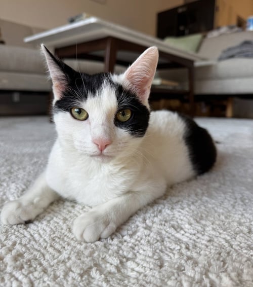 SYLVIA - Domestic Short Hair available for adoption