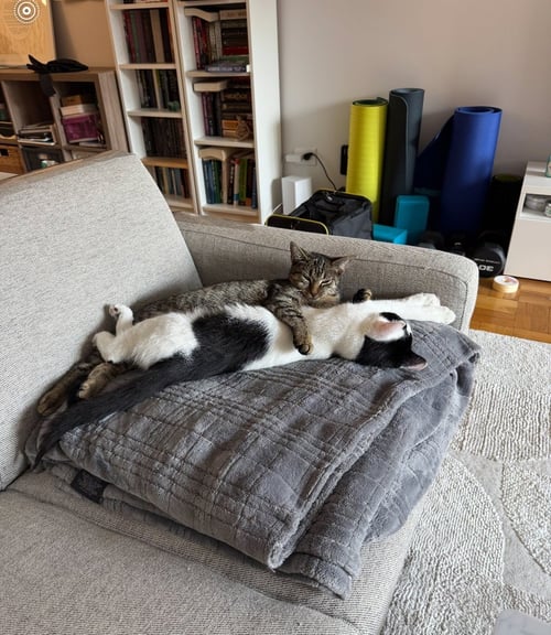 SYLVIA - Domestic Short Hair available for adoption