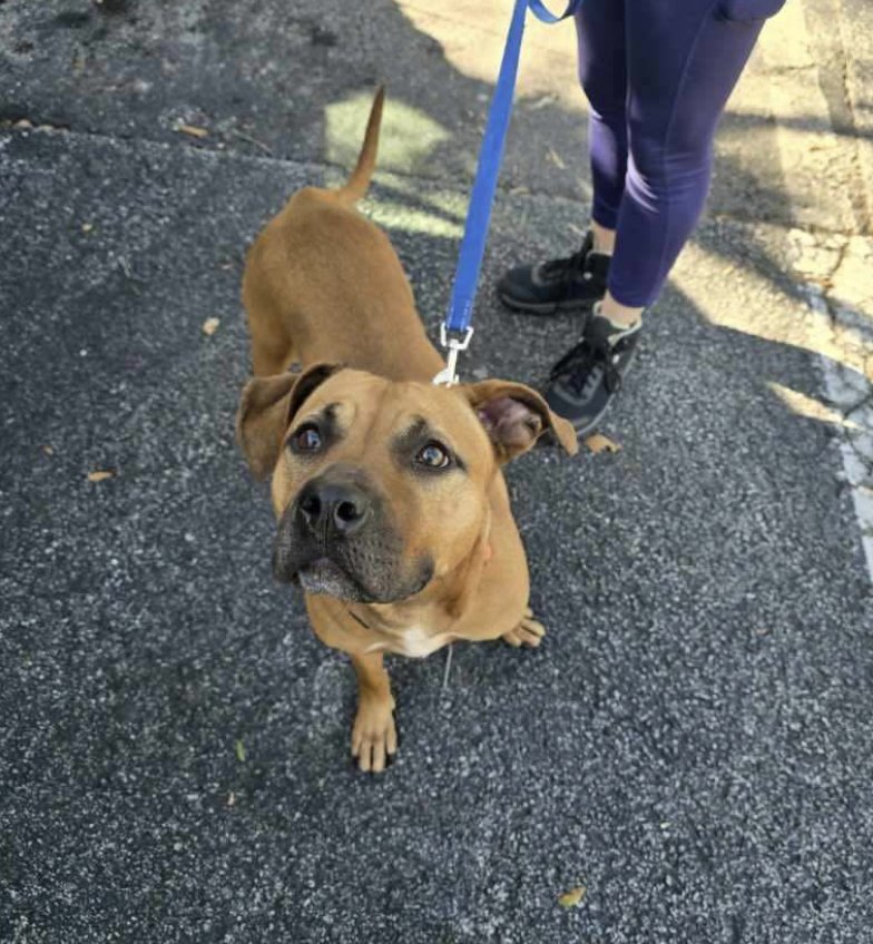 JUNIPER - Terrier available for adoption