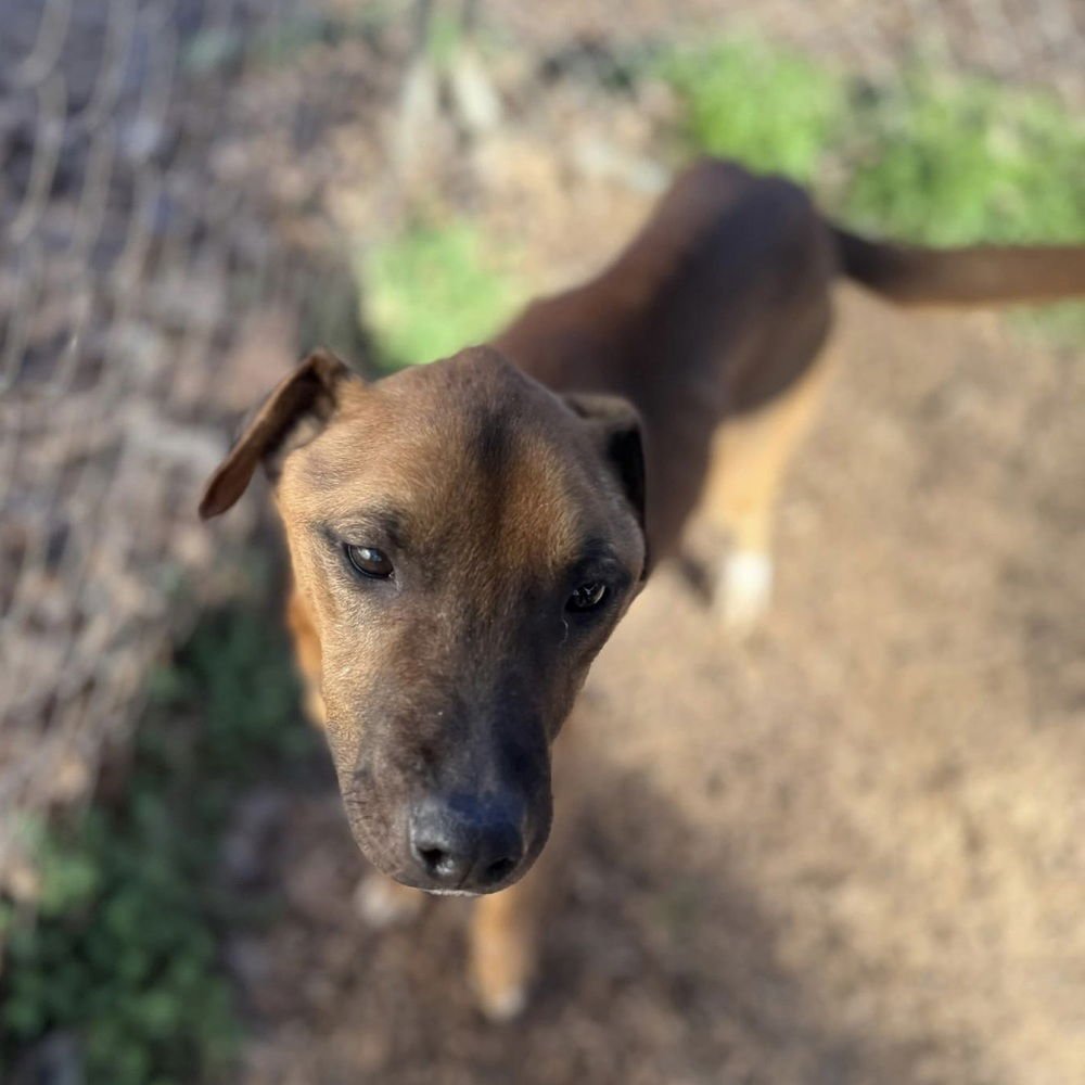 SPROCKET - Terrier available for adoption