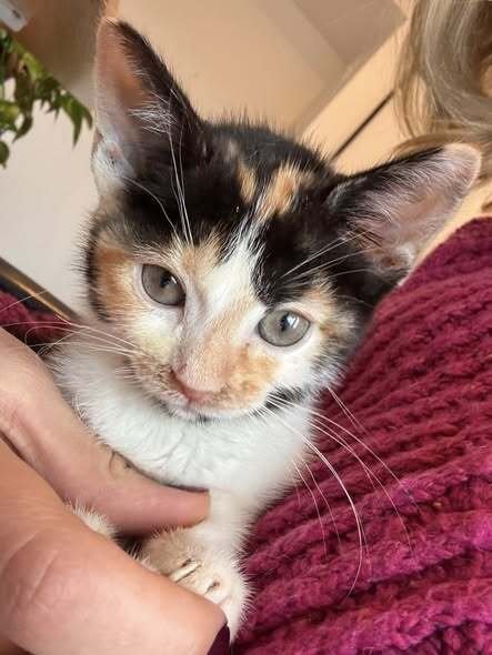 LULU - Domestic Short Hair available for adoption