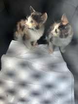 LULU - Domestic Short Hair available for adoption