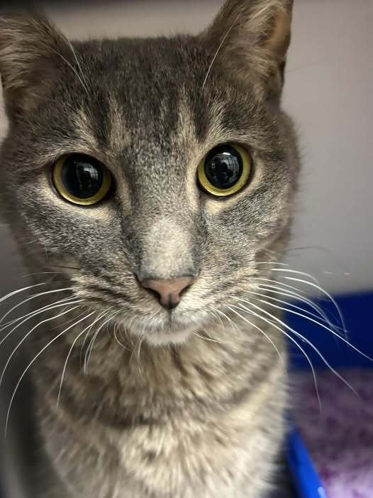 BLUE - Domestic Short Hair available for adoption