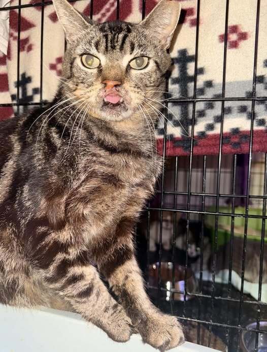 STRIPEY - Domestic Short Hair available for adoption