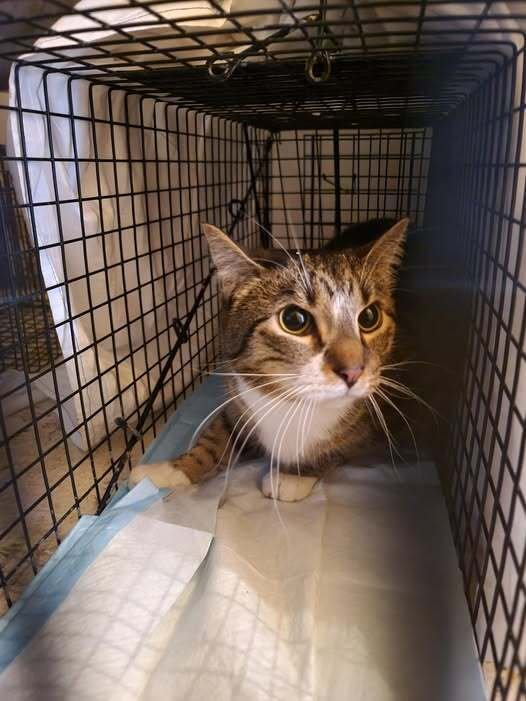 ARIANA - Domestic Short Hair available for adoption