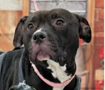 ODESSA - American Staffordshire Terrier / Terrier available for adoption