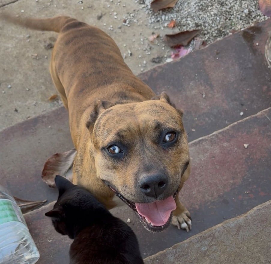 ROSIE CINDERELLA - Bulldog / Terrier available for adoption