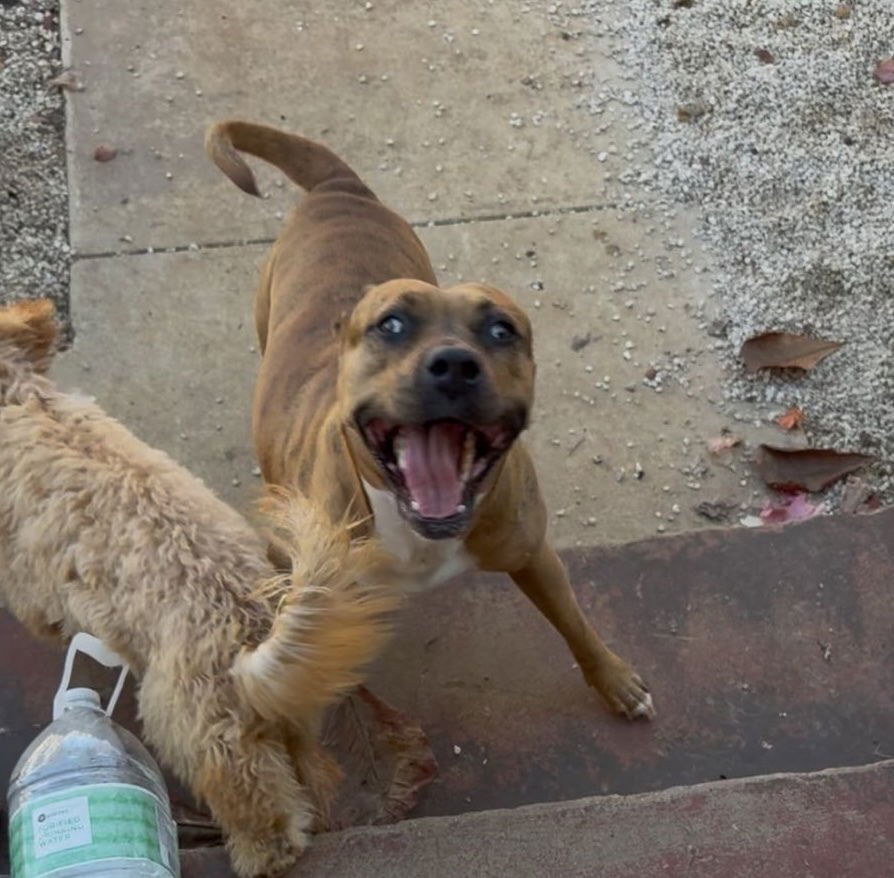 ROSIE CINDERELLA - Bulldog / Terrier available for adoption