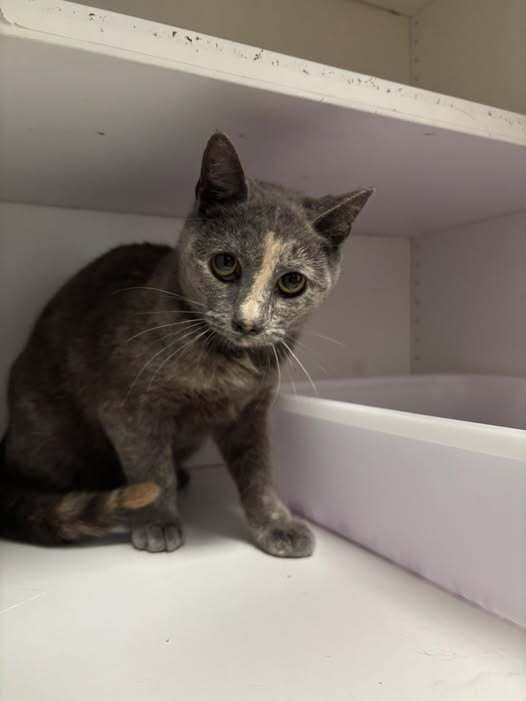 SPRITE - Domestic Short Hair available for adoption