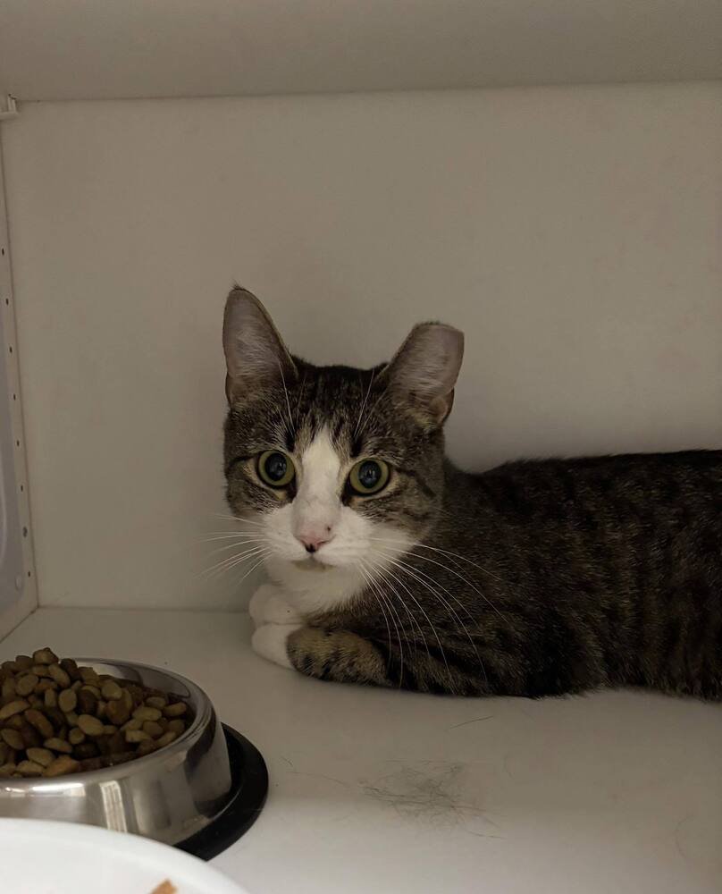 DOLLY - Domestic Short Hair available for adoption