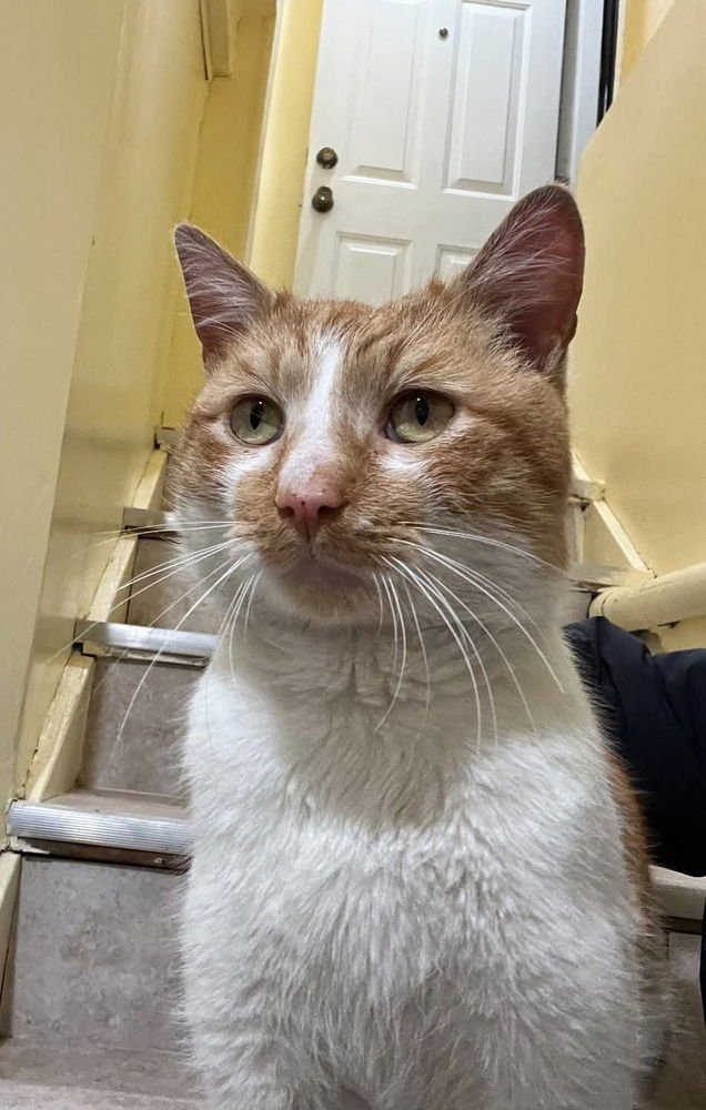 PANCHO - Domestic Short Hair available for adoption