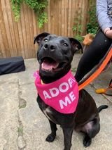 ALEXA - Labrador Retriever available for adoption