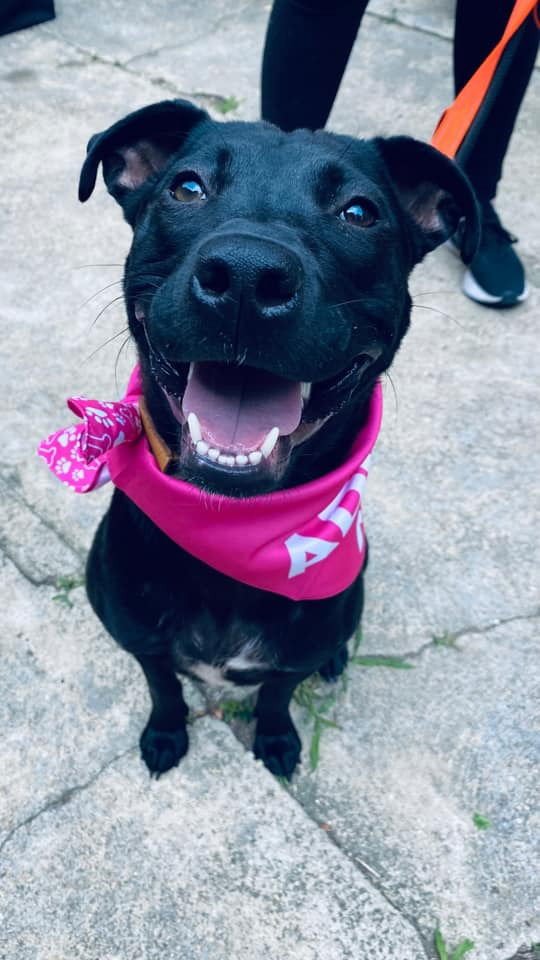 ALEXA - Labrador Retriever available for adoption