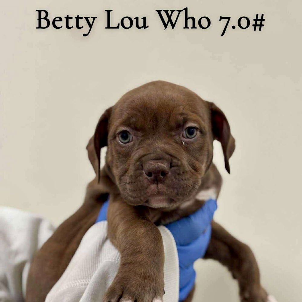BETTY LOU WHO (P) - American Staffordshire Terrier / Terrier available for adoption