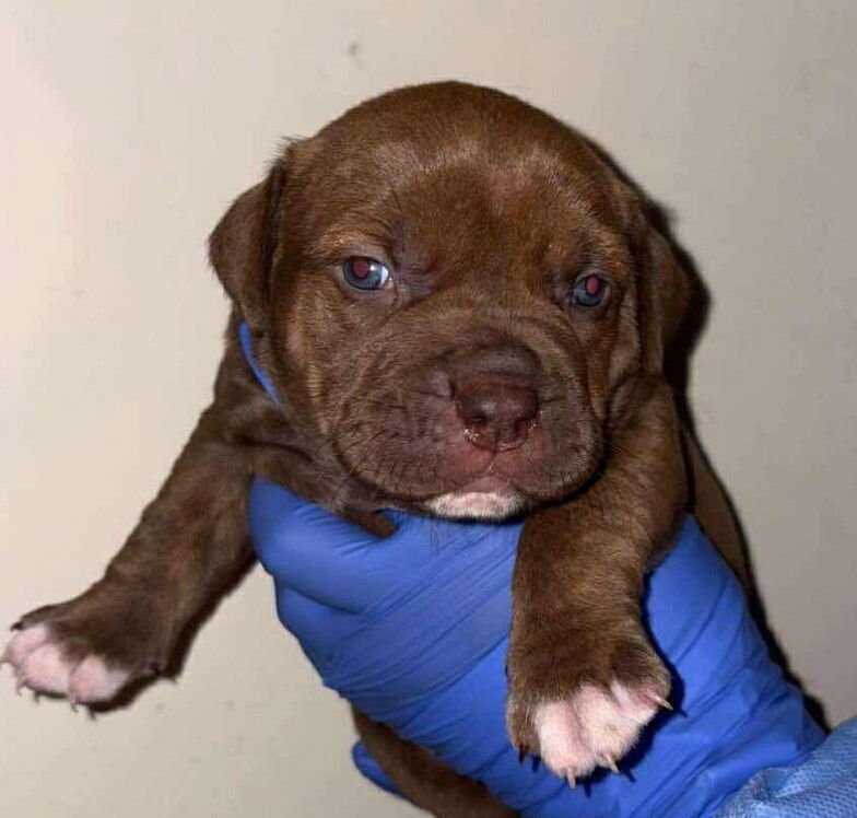 BETTY LOU WHO (P) - American Staffordshire Terrier / Terrier available for adoption