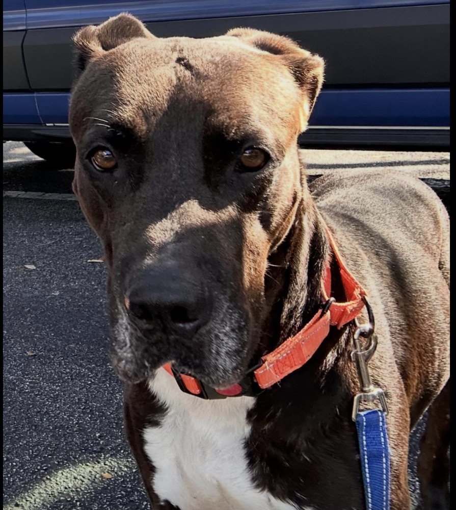 KRATOS - Terrier available for adoption