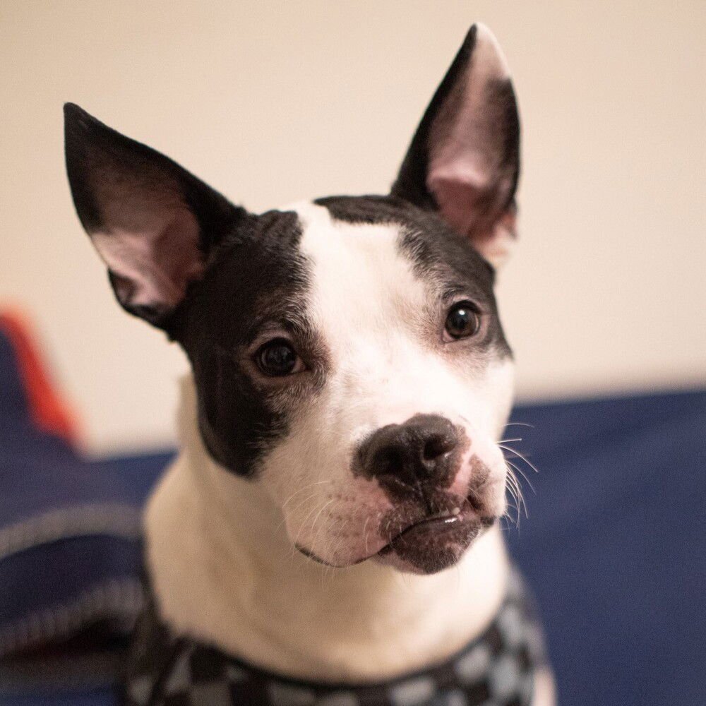 ORIOLE - Terrier available for adoption