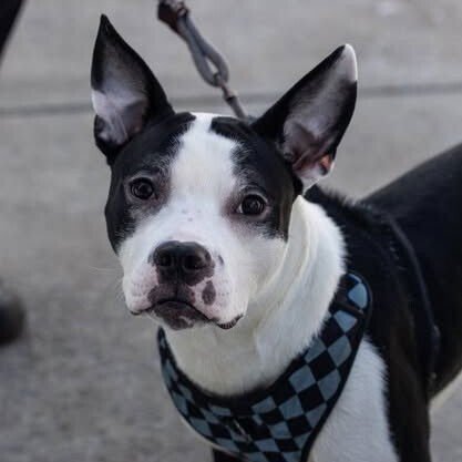 ORIOLE - Terrier available for adoption