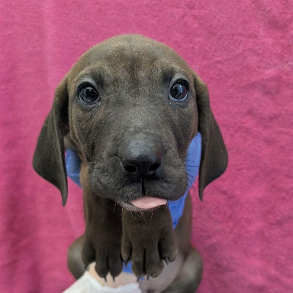 SUGAR NOTE - Terrier available for adoption