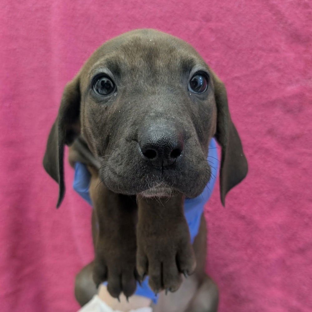 SUGAR NOTE - Terrier available for adoption