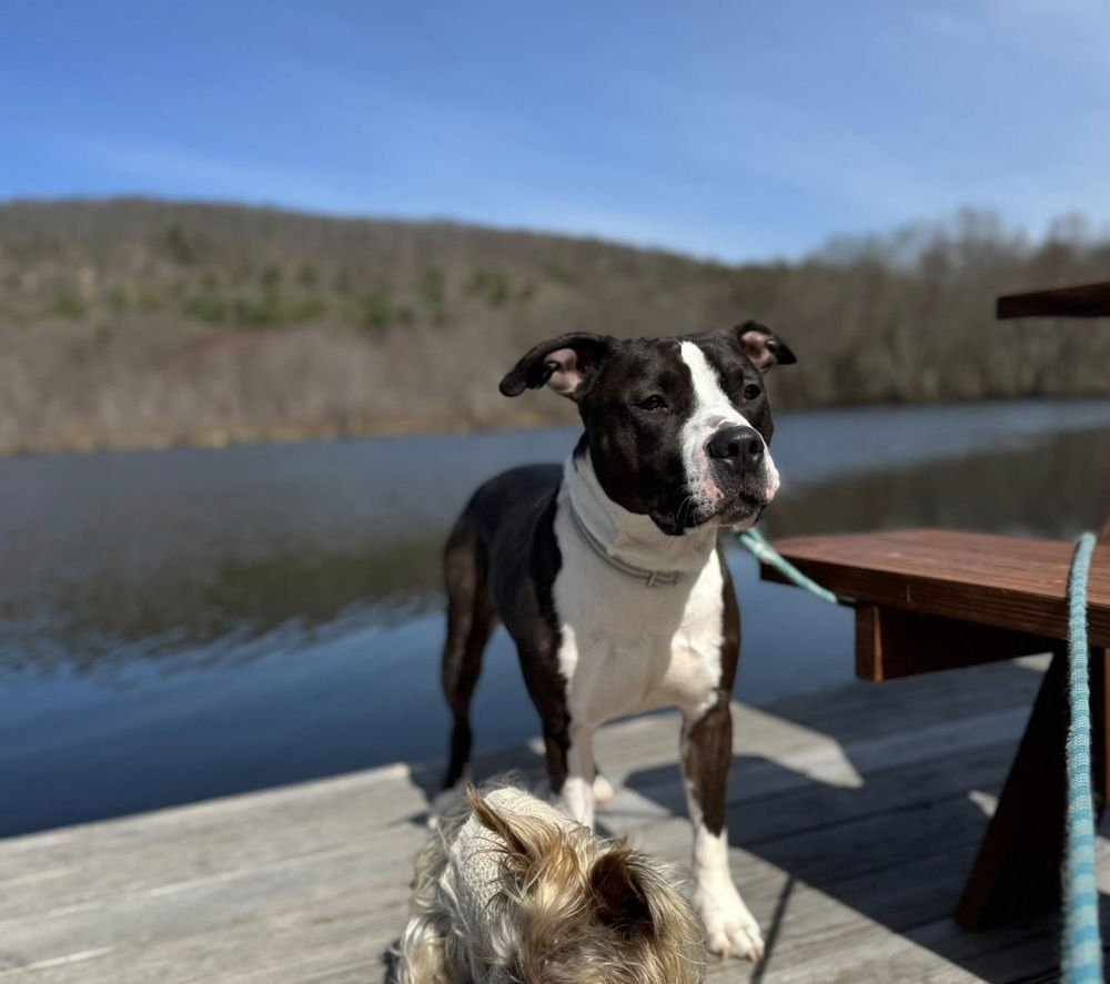 ROCKY STALLONE - American Staffordshire Terrier / Terrier available for adoption