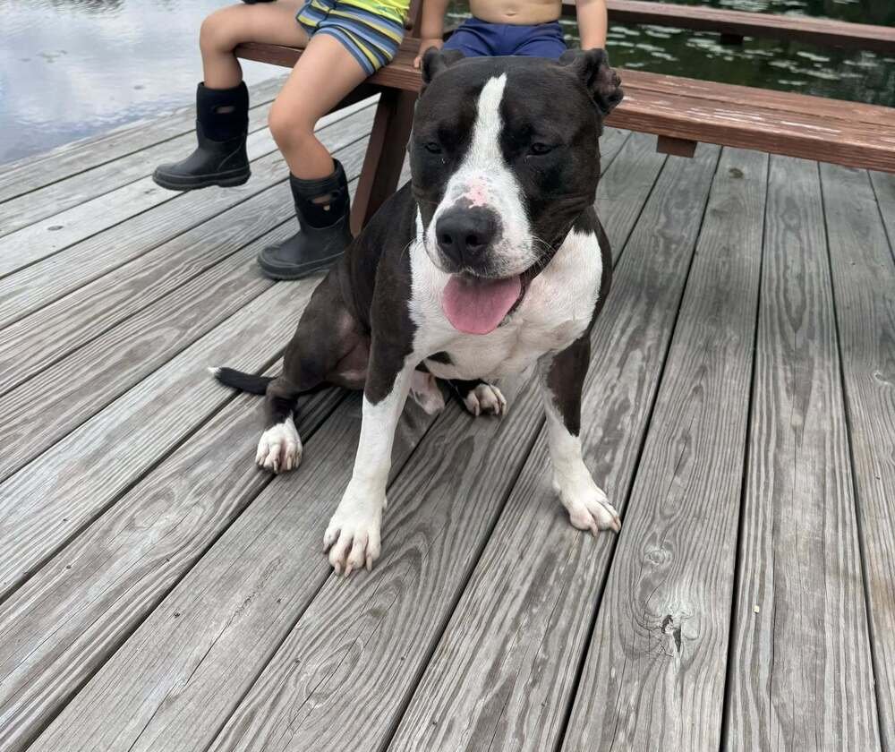 ROCKY STALLONE - American Staffordshire Terrier / Terrier available for adoption