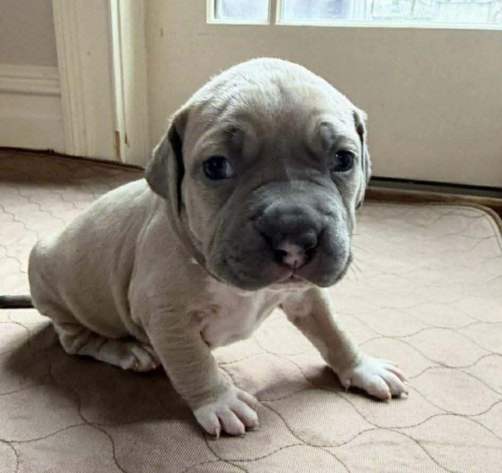 KAFKA (P) - Terrier available for adoption