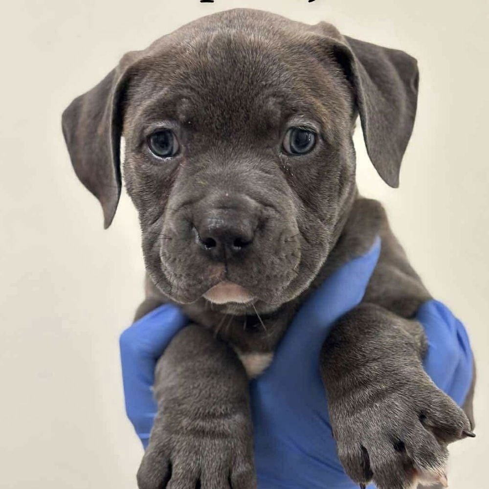 GROOPERT (P) - American Staffordshire Terrier available for adoption