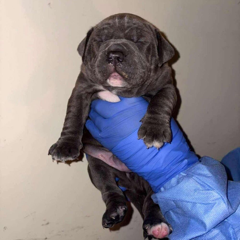 GROOPERT (P) - American Staffordshire Terrier available for adoption