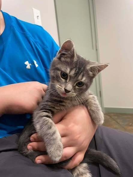 ASHES - Domestic Short Hair available for adoption